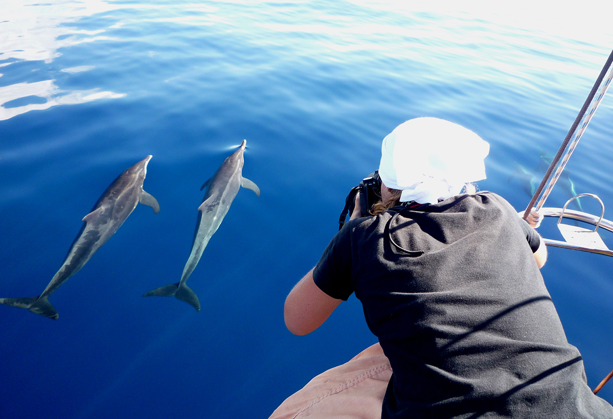 Photo-ID des dauphins à bec étroit